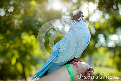 A colored dove of blue sits on a mans hand against the background of bright green foliage. Summer time Stock Photo